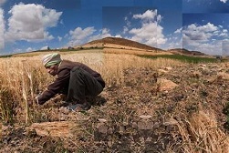 At COP28 IFAD set to urge global leaders to fund small-scale farmers