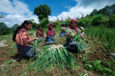 Global food systems must be disrupted and changed – new IFAD report